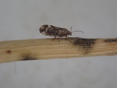 Psylla carmichaeliae