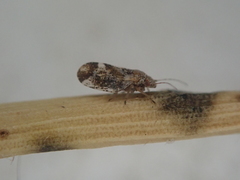 Psylla carmichaeliae
