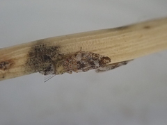 Psylla carmichaeliae