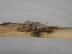 Psylla carmichaeliae