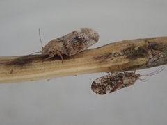 Psylla carmichaeliae