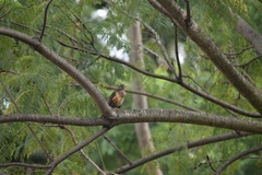 Turdus pelios