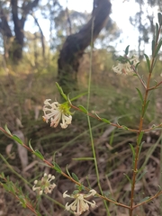 Pimelea glauca