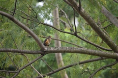 Turdus pelios