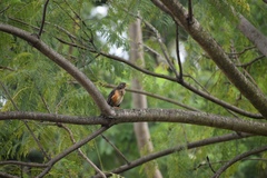 Turdus pelios