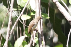 Pycnonotus simplex prillwitzi