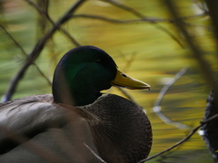 Anas platyrhynchos
