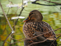 Anas platyrhynchos