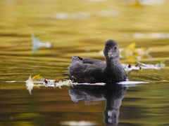 Gallinula chloropus
