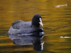 Fulica atra