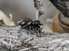 Heliophanus chovdensis