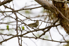 Phylloscopus magnirostris