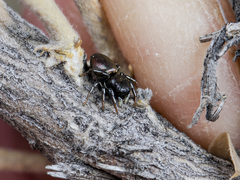 Heliophanus chovdensis