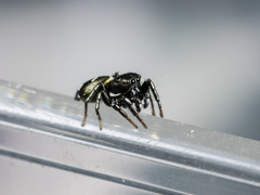 Heliophanus chovdensis