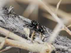 Heliophanus chovdensis