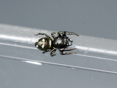 Heliophanus chovdensis