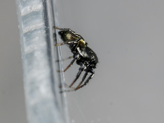 Heliophanus chovdensis