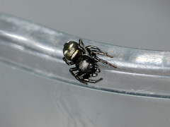 Heliophanus chovdensis