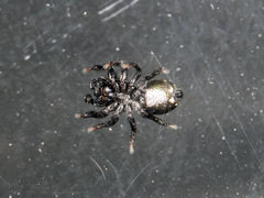 Heliophanus chovdensis