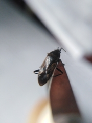 Rhyparochromus vulgaris