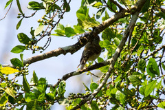 Phylloscopus magnirostris