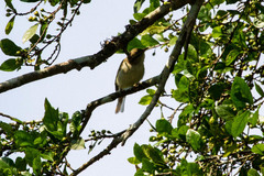 Phylloscopus magnirostris