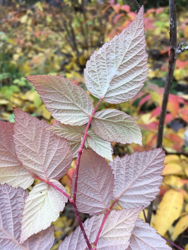 Paprastoji avietė nuotrauka