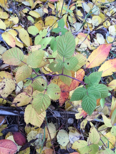 Paprastoji avietė nuotrauka