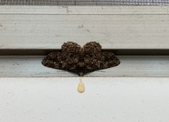 Hypomecis punctinalis