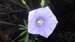 Ipomoea ternifolia