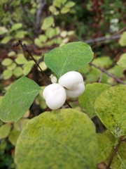 Symphoricarpos albus