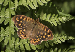Pararge aegeria