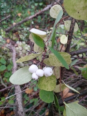 Symphoricarpos albus