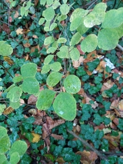 Symphoricarpos albus