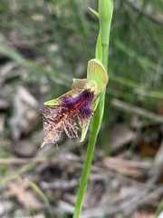 Calochilus robertsonii