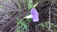 Ipomoea ternifolia