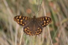 Pararge aegeria