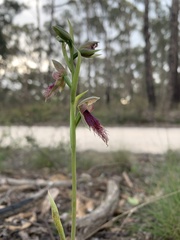 Calochilus robertsonii