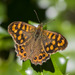 Speckled Wood - Photo (c) Felipe Hidalgo, some rights reserved (CC BY-NC), uploaded by Felipe Hidalgo