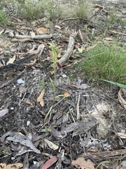 Calochilus robertsonii