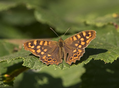Pararge aegeria