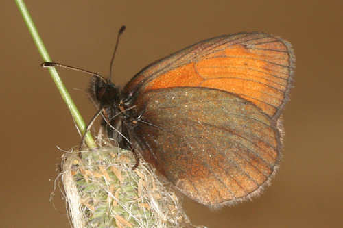 Mnestra's Ringlet