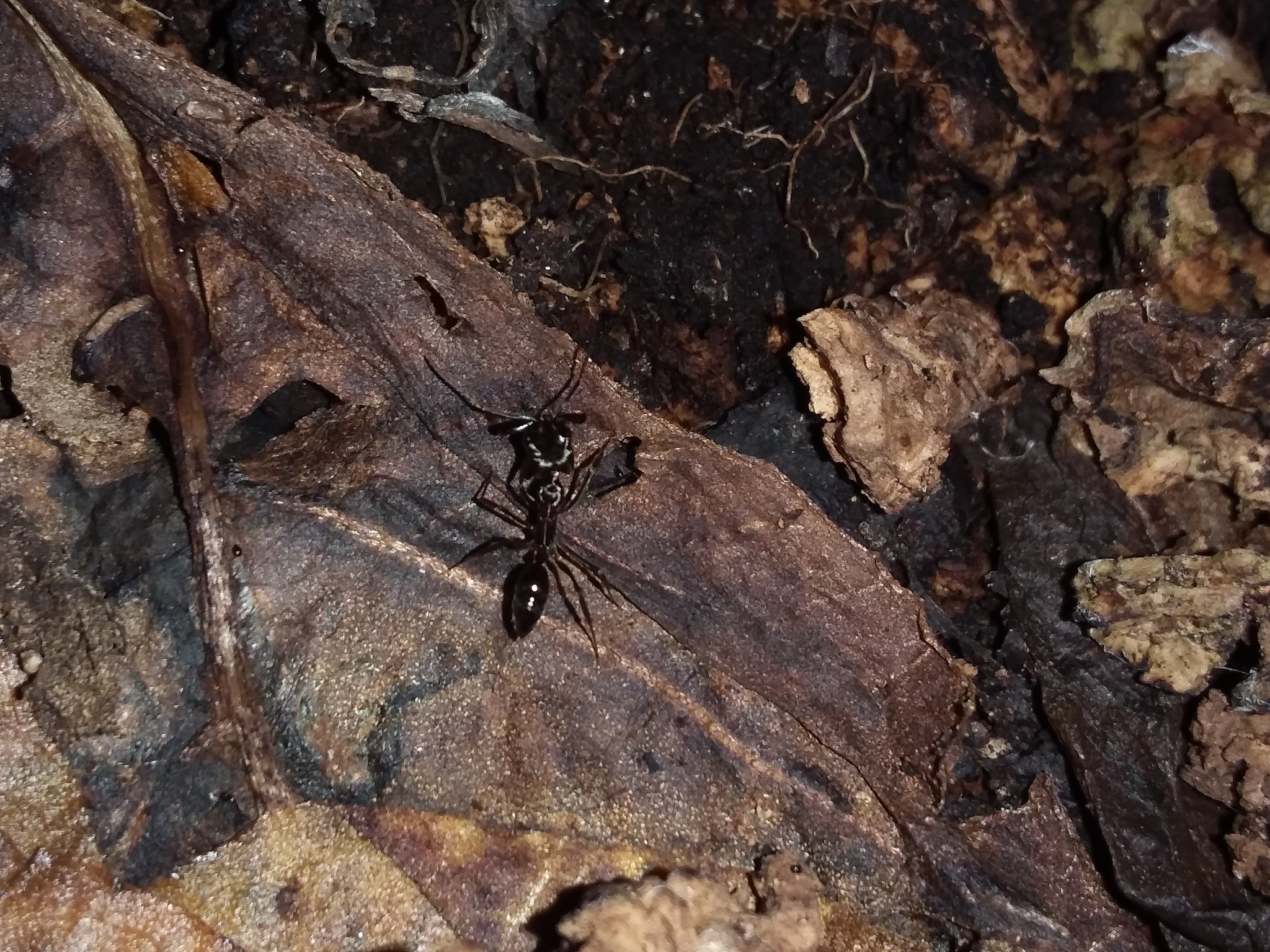 Odontomachus simillimus