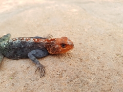 Agama kirkii