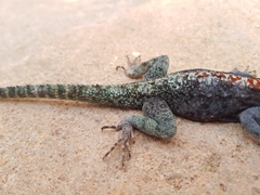 Agama kirkii