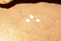 Alsophylax pipiens