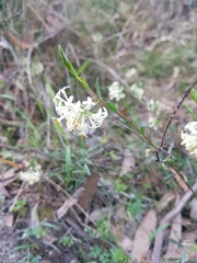 Pimelea glauca
