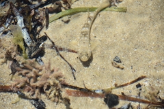 Favonigobius lateralis