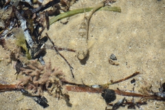 Favonigobius lateralis
