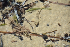 Favonigobius lateralis